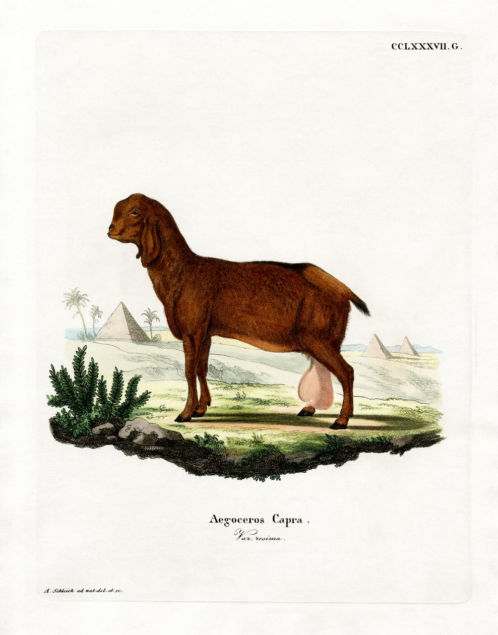 Ägyptische Ziege von German School