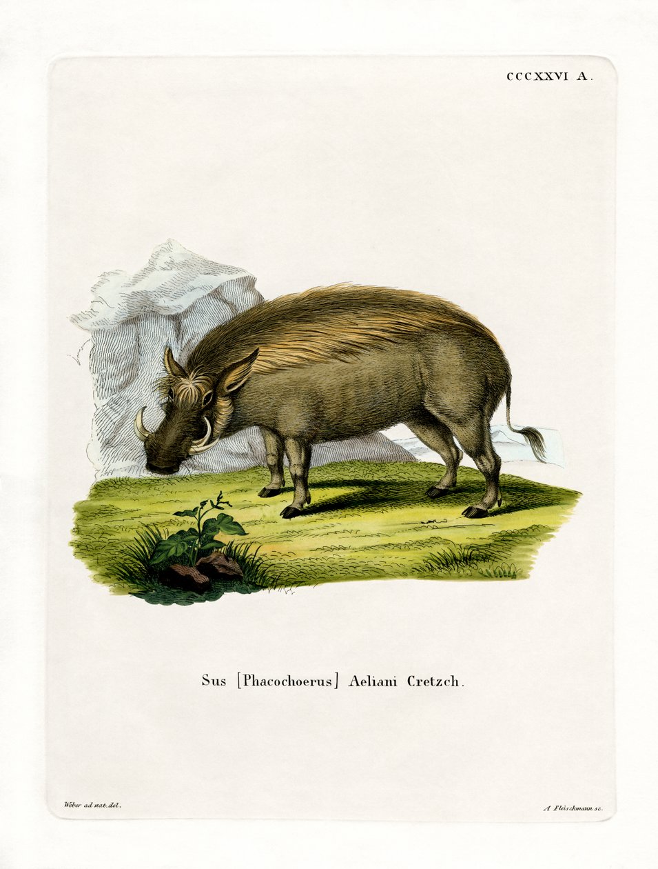 Eritreisches Warzenschwein von German School