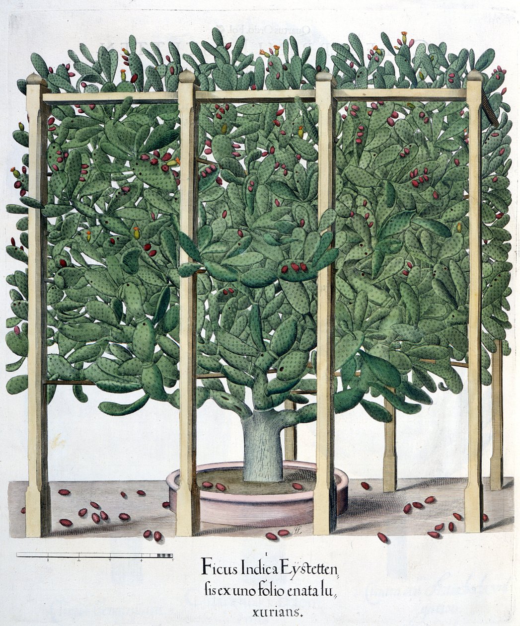 Ficus indica eystettensis, aus dem Hortus Eystettensis von Basil Besler, veröffentlicht 1613 von German School