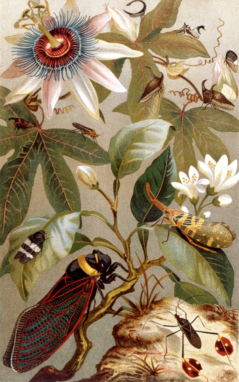 Ausländische Zikaden, Tafel aus Brehms Tierleben: Allgemeine Kunde des Tierreichs, Bd. 9, S. 637, veröffentlicht vom Bibliographischen Institut, 1892 von German School