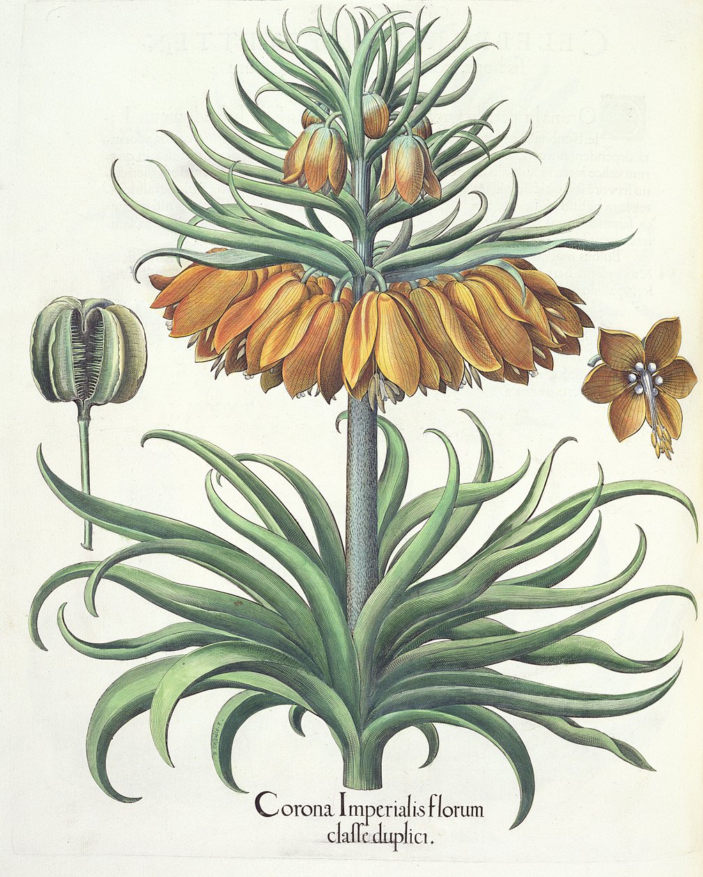 Kaiserkronen: Corona Imperialis florum classe duplici, aus dem Hortus Eystettensis von Basil Besler, veröffentlicht 1613 von German School
