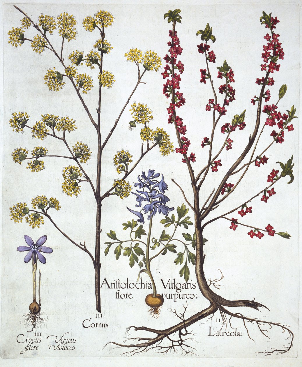 Lerchensporn, Seidelbast, Kornelkirsche und Frühlings-Krokus, aus Hortus Eystettensis, von Basil Besler, veröffentlicht 1613 von German School
