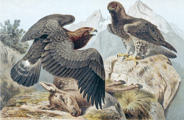 Steinadler, Tafel aus "Brehms Tierleben: Allgemeine Kunde des Tierreichs" Bd.6, S.266, veröffentlicht vom Bibliographischen Institut von German School