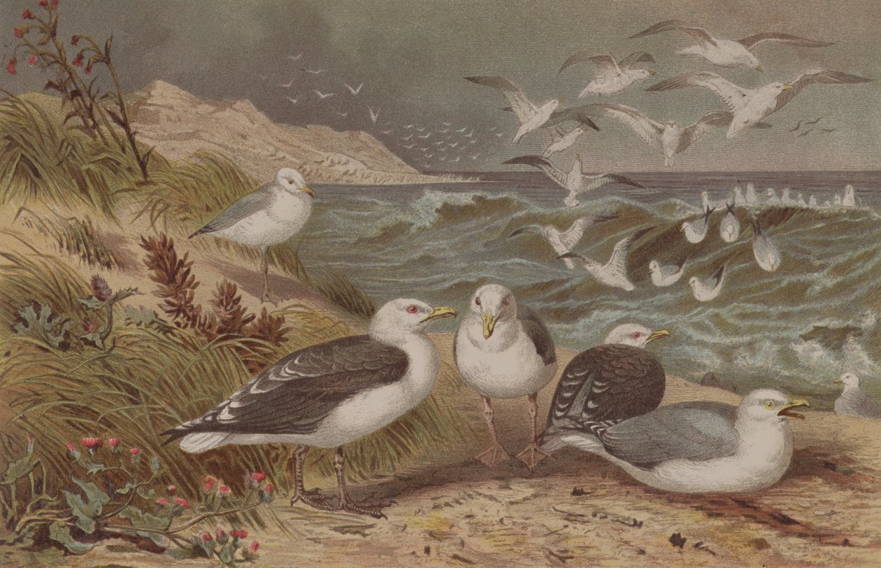 Silbermöwe und Mantelmöwe, Tafel aus Brehms Tierleben: Allgemeine Kunde des Tierreichs, Bd. 6, S. 108, veröffentlicht vom Bibliographischen Institut, 1892 von German School