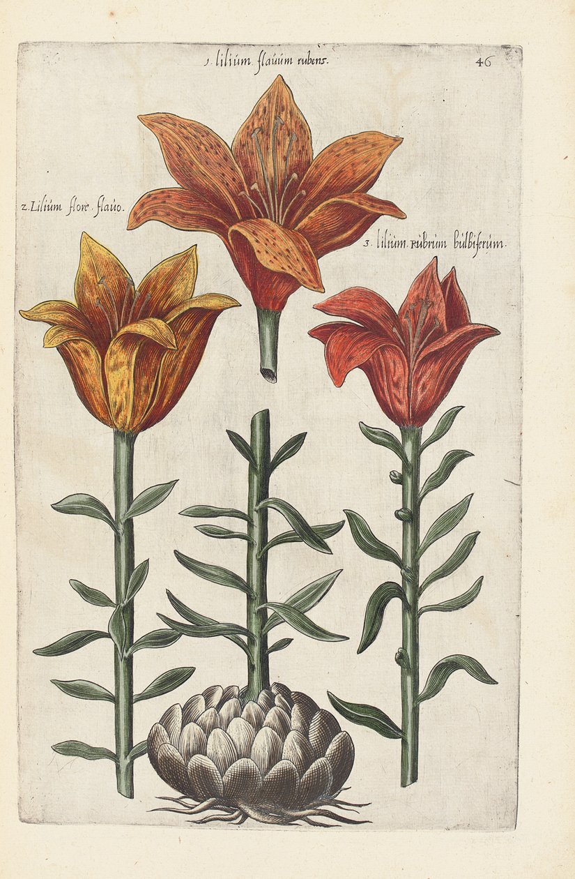 Illustration aus "Florilegium ... tractans de variis floribus et aliis indicis plantis as vivum delineatum in duabus partis et quatuor linguis concinnatum" von Emanuel Sweert, 1612-14 von German School