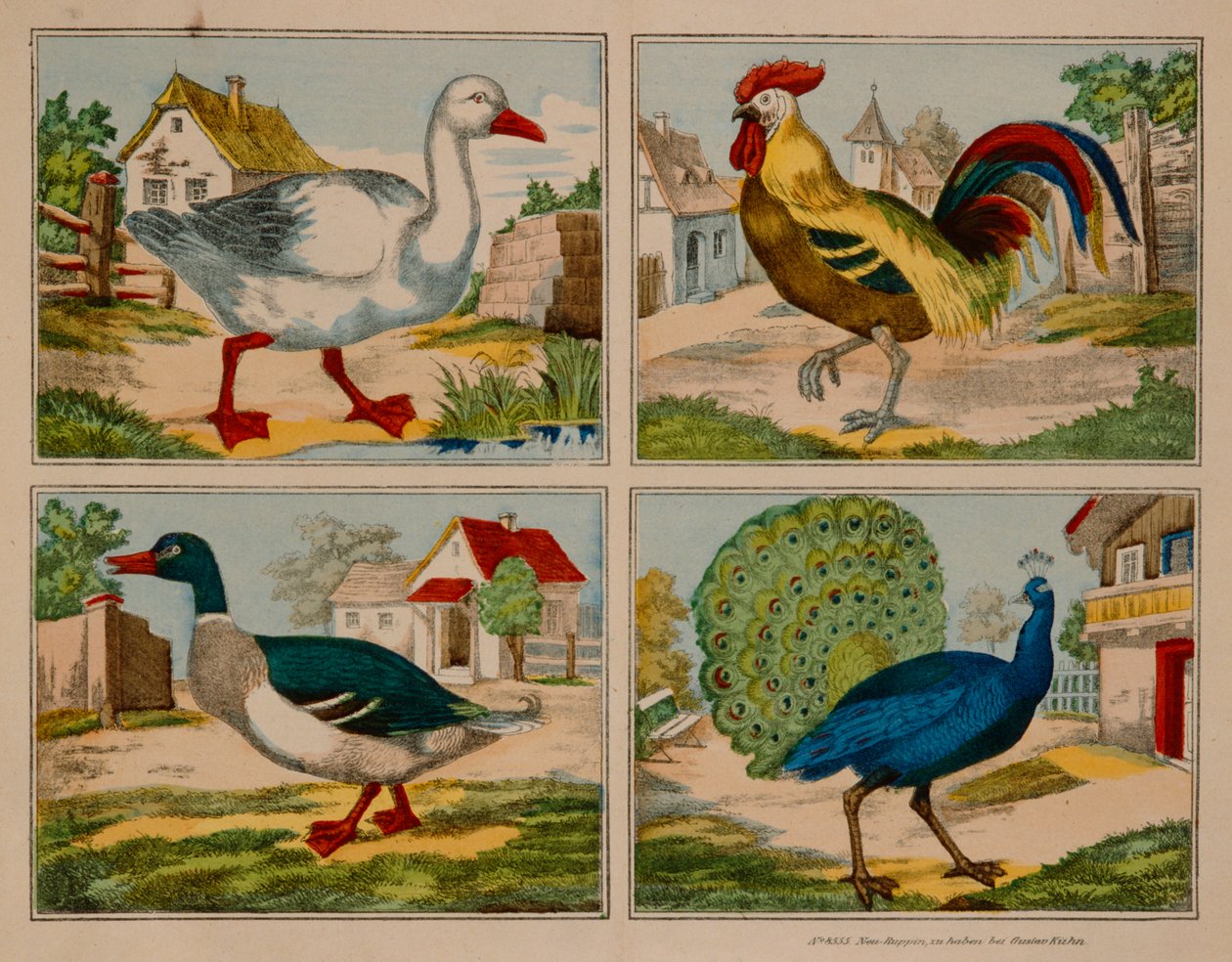 Illustration mit Ente, Gans, Pfau und Hahn, Neuruppiner Bilderbogen von German School
