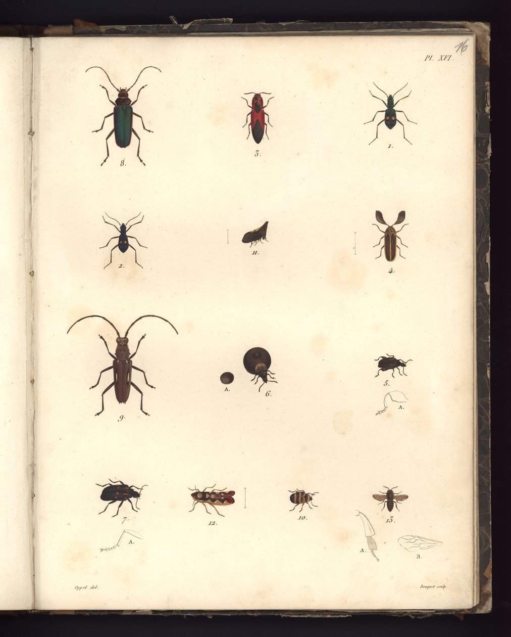 Insekten, Pl. XVI, Illustration aus Recueil d