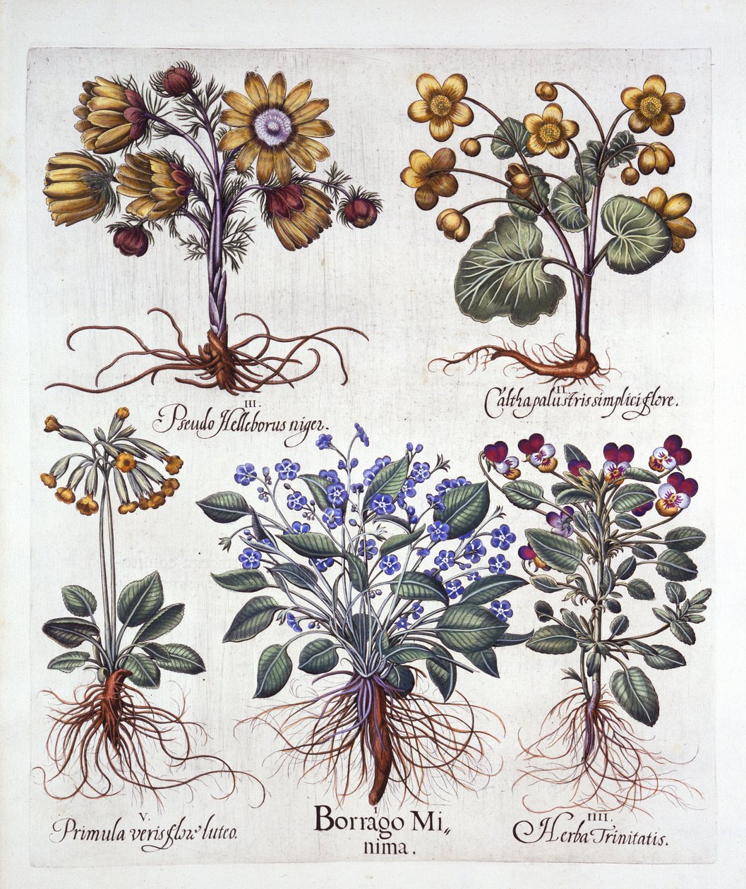 Ipheion Rolf Fiedler Frühlingssternblume, Sumpfdotterblume, Pseudo-Helleborus, Viola Tricolor und Schlüsselblume, aus Hortus Eystettensis, von Basil Besler, veröffentlicht 1613 von German School