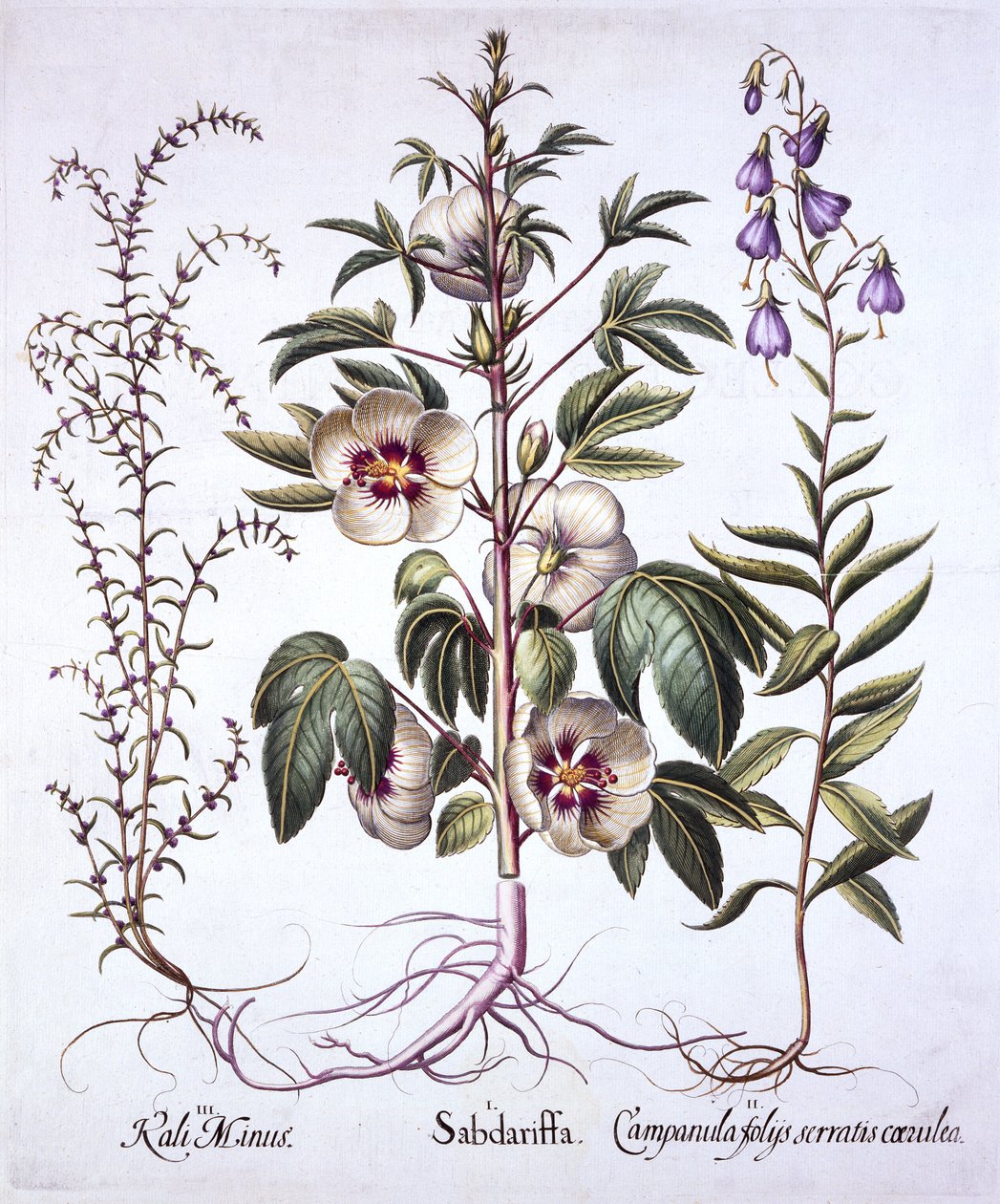 Jamaika-Sauerampfer, Glockenblume und Stachelsalz, aus Hortus Eystettensis, von Basil Besler, 1613 von German School
