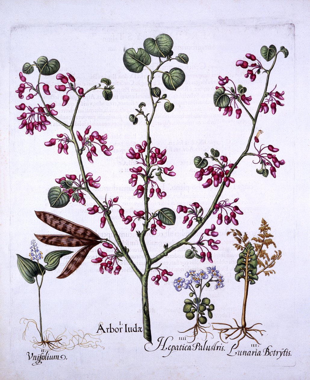 Judasbaum, Maiglöckchen, Mondkraut, Leberkraut, aus Hortus Eystettensis, von Basil Besler, 1613 von German School