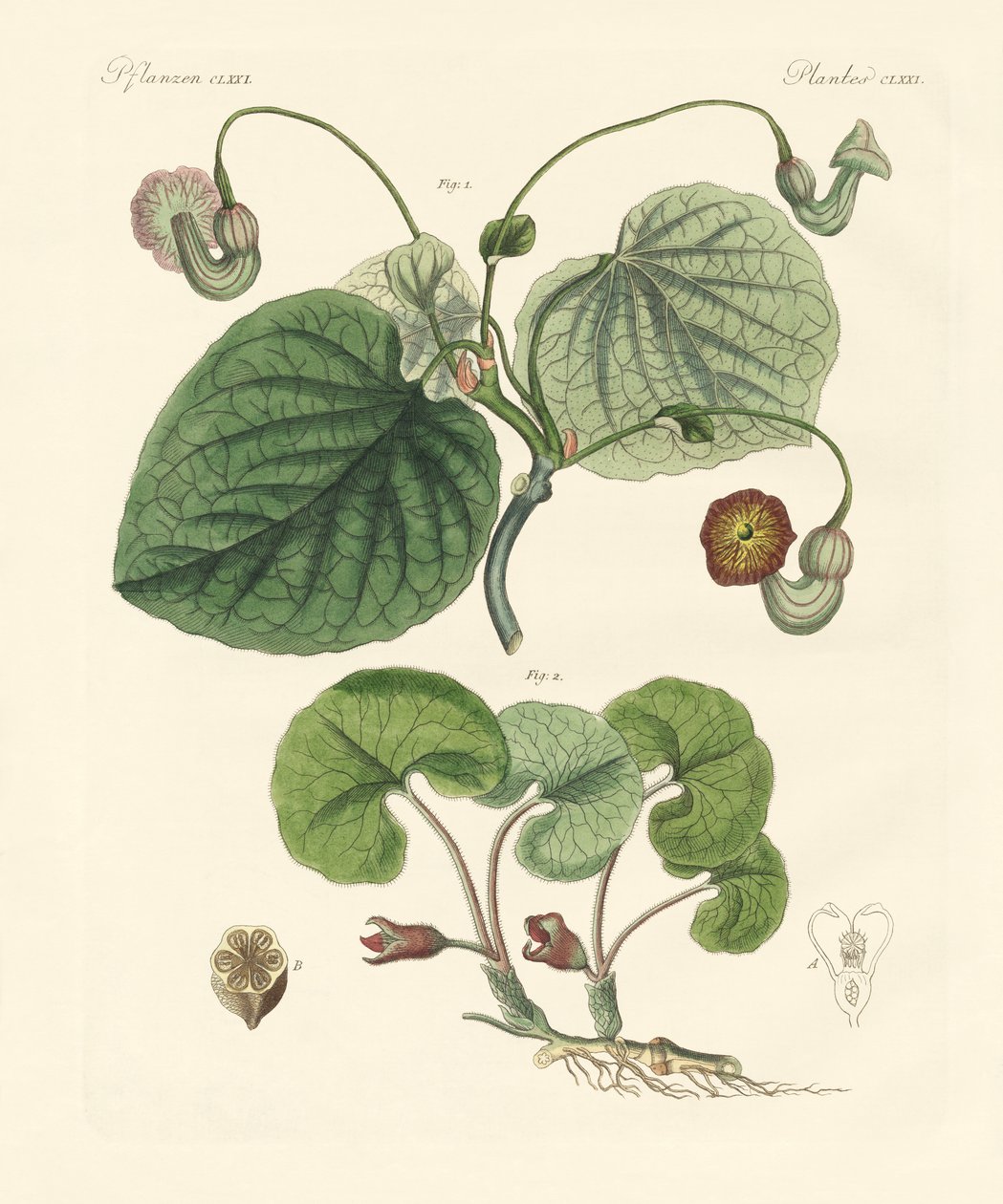 Arten von Aristolochia-Pflanzen von German School