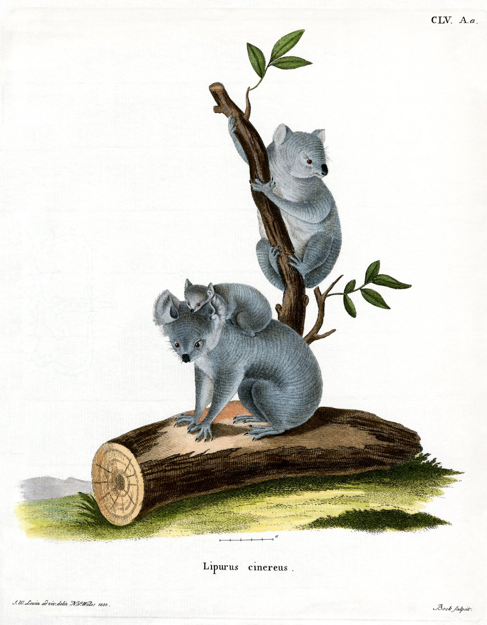 Koala von German School