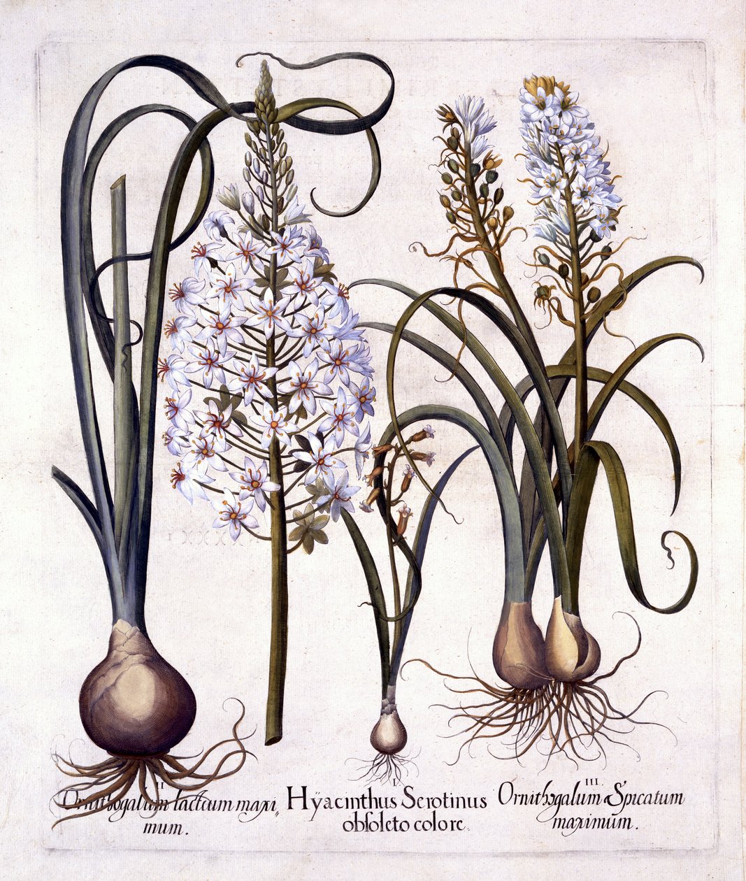 Späte Hyazinthe und Stern von Bethlehem, aus Hortus Eystettensis, von Basil Besler, 1613 von German School