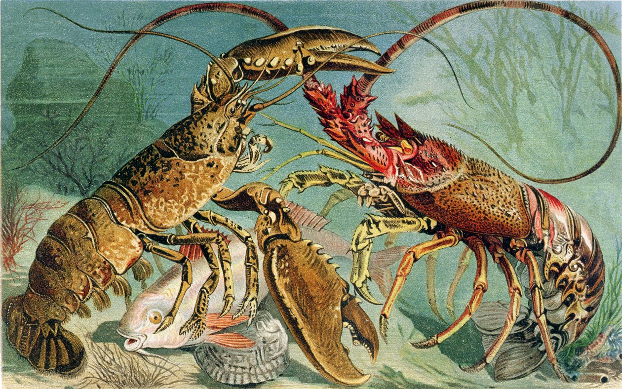 Hummer und Languste, Tafel aus Brehms Tierleben: Allgemeine Kunde des Tierreichs, Bd. 10, S. 44, veröffentlicht vom Bibliographischen Institut, 1893 von German School