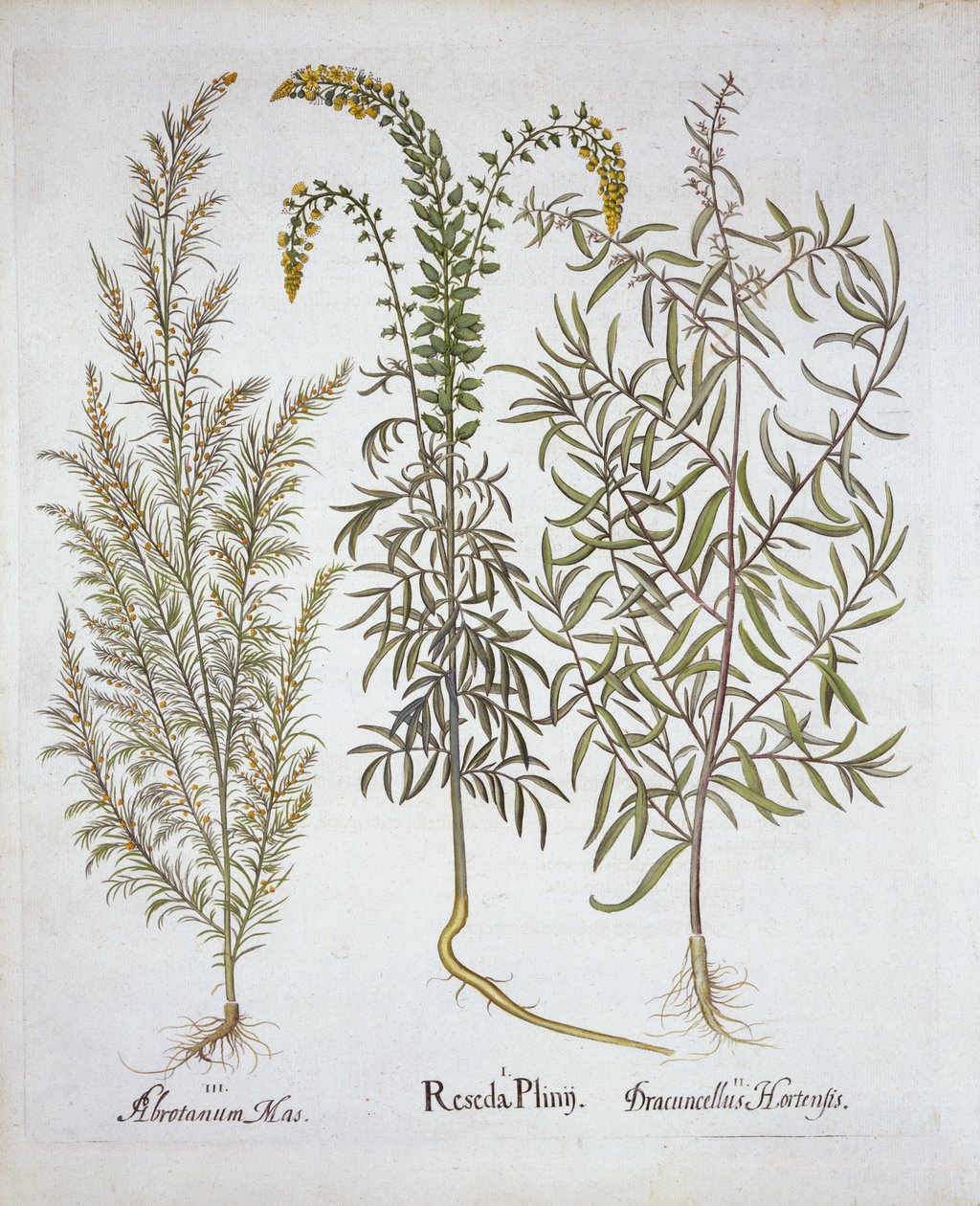 Reseda, Eberraute und Estragon, aus Hortus Eystettensis, von Basil Besler, veröffentlicht 1613 von German School