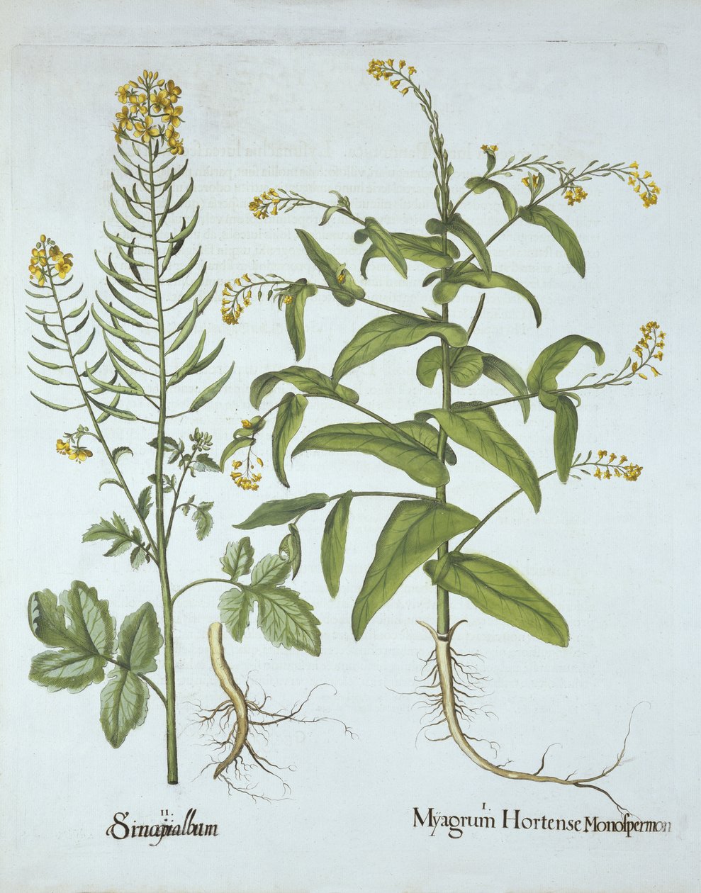 Kappen-Kresse und Weiße Senf, aus Hortus Eystettensis, von Basil Besler (1561-1629), veröffentlicht 1613 von German School