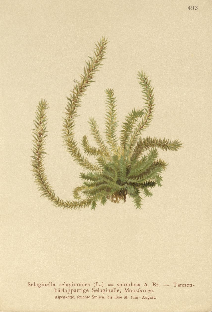 Nördlicher Moosfarn (Selaginella selaginoides, Selaginella spinulosa, Lycopodium selaginoides, Bernhardia spinosa) von German School
