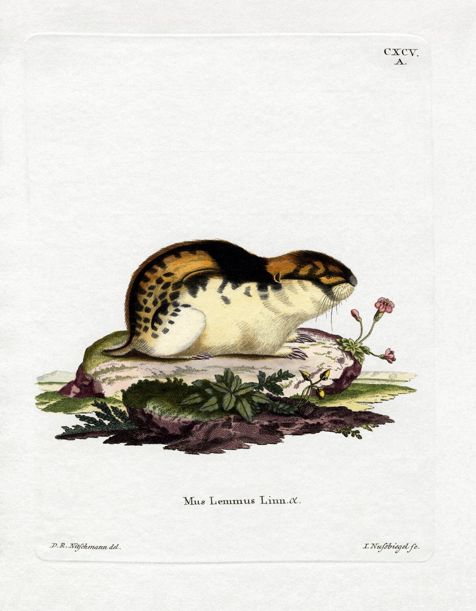 Norwegischer Lemming von German School