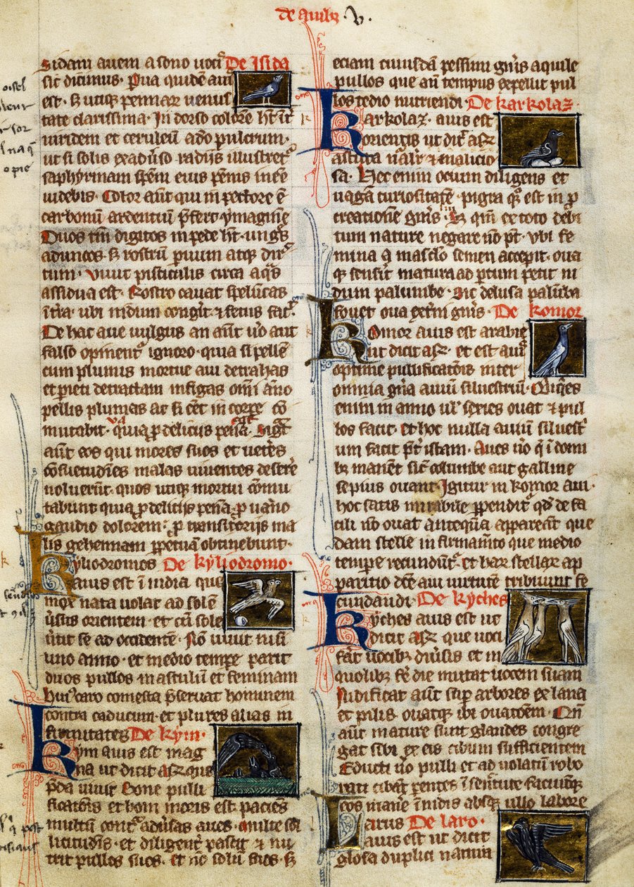 Seite aus De Natura Rerum über Vögel, von Albertus Magnus (ca. 1200-1280) von German School