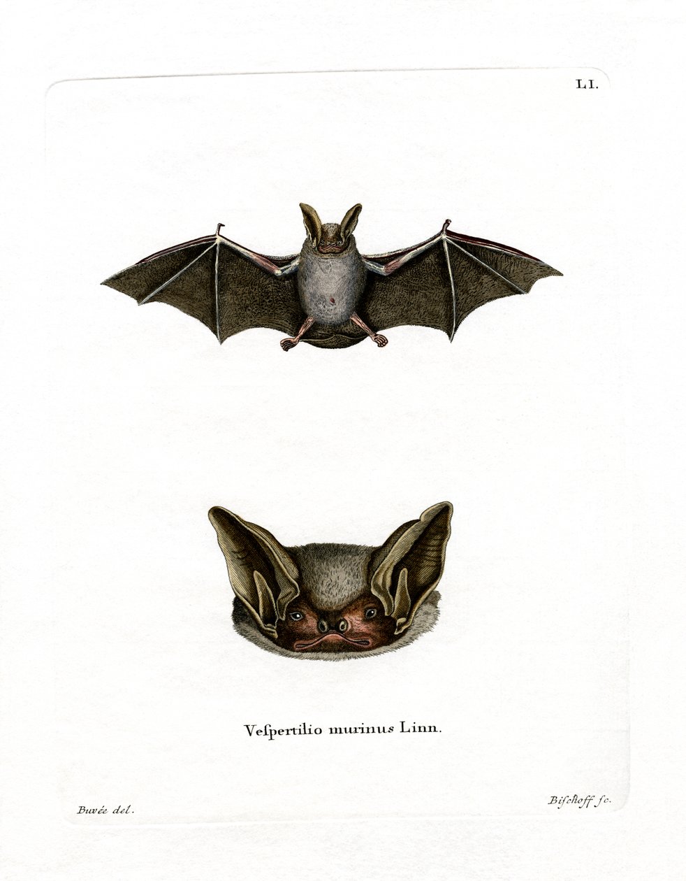 Buntfledermaus von German School