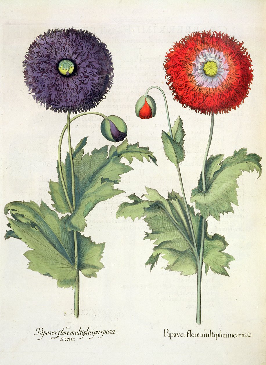 Mohnblumen: 1. Papaver flore multiplici incarnato; 2. Papaver flore multiplici purpurascente, aus dem Hortus Eystettensis von Basil Besler, veröffentlicht 1613 von German School
