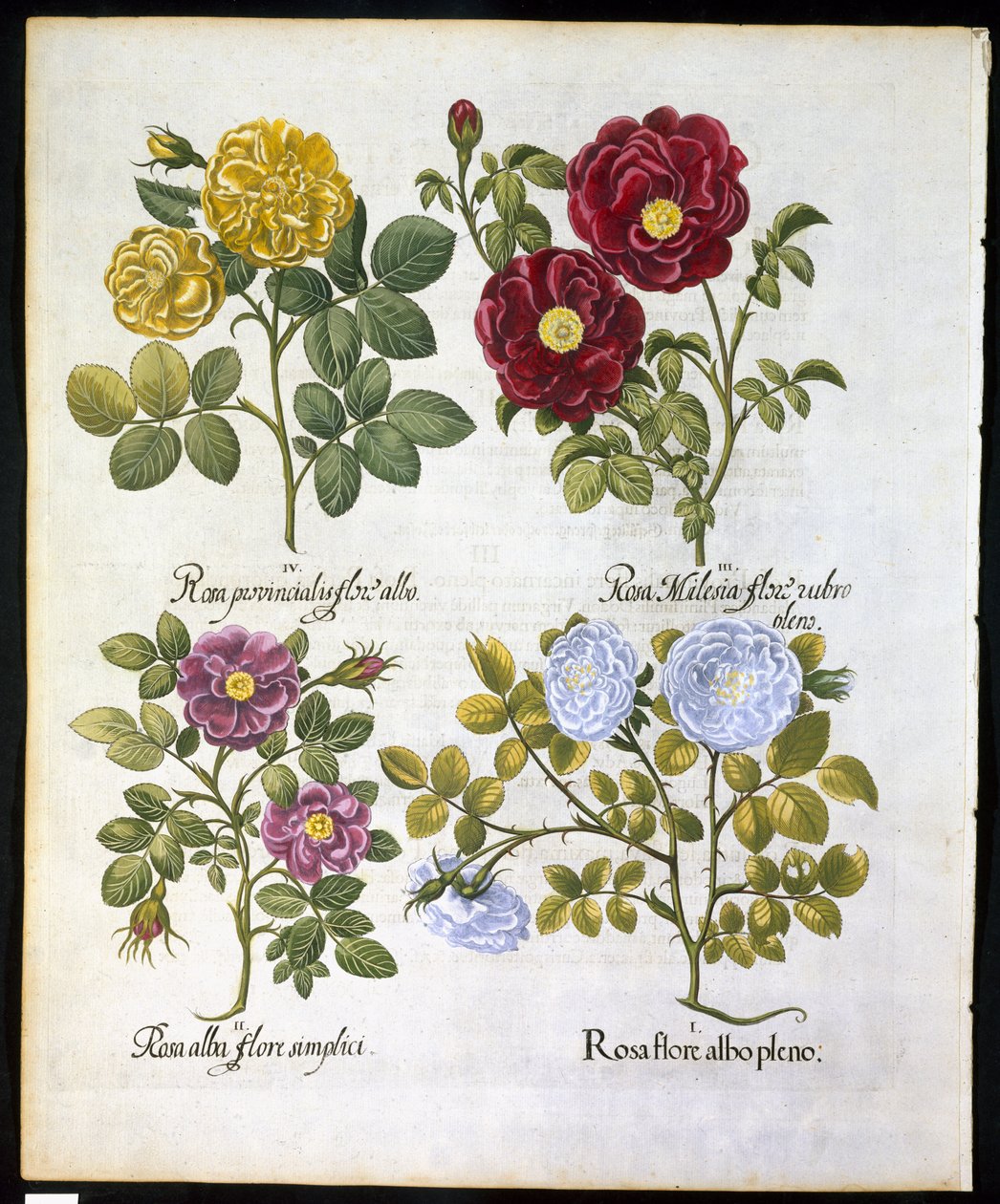 Rosen, Tafel 96 aus Hortus Eystettensis von Basil Besler (1561-1629), veröffentlicht 1613 von German School