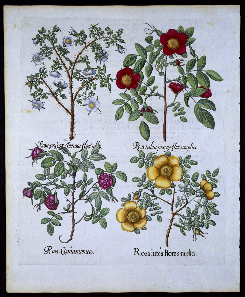 Rosen, Tafel 98 aus Hortus Eystettensis von Basil Besler (1561-1629), veröffentlicht 1613 von German School