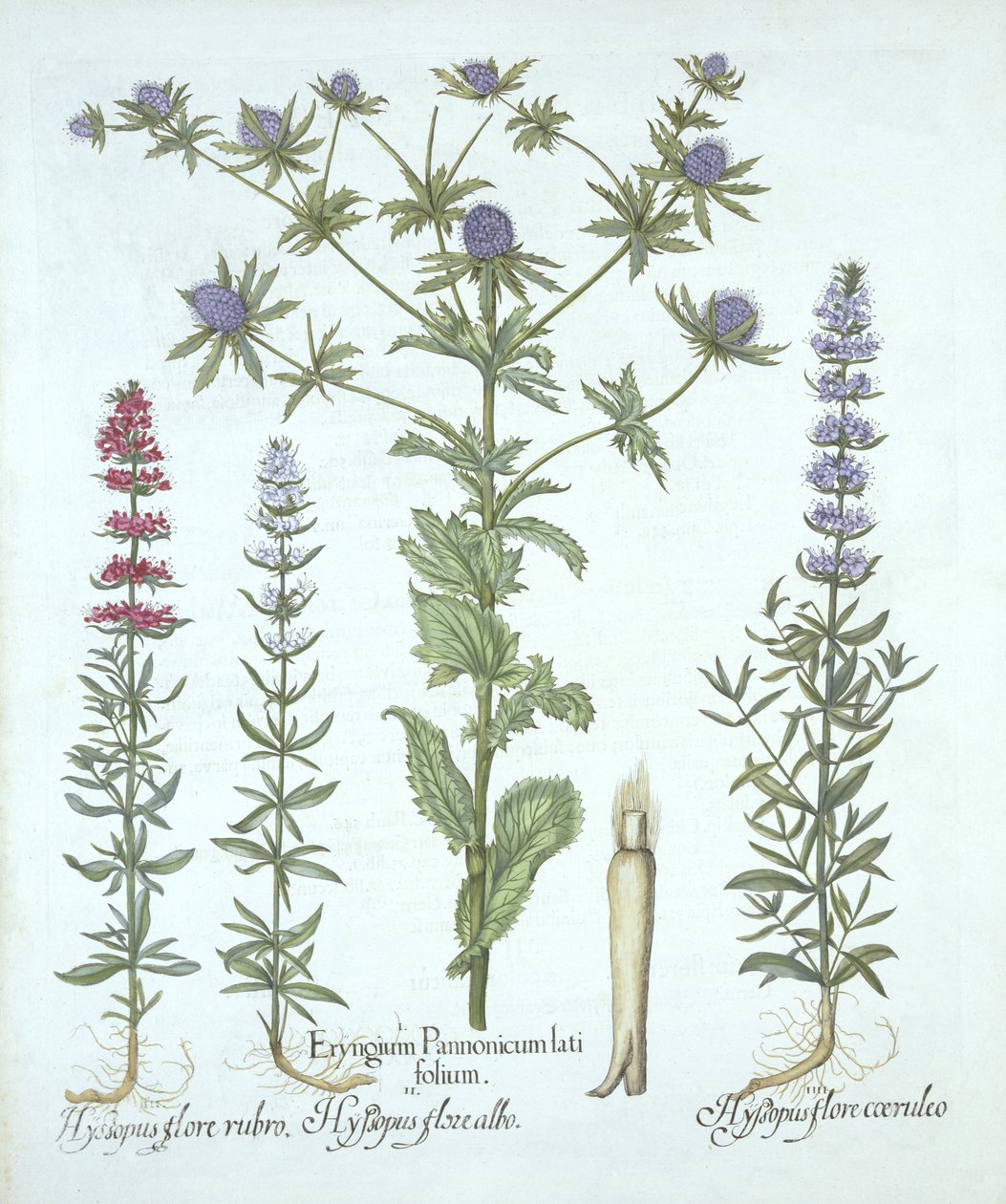 Meeresdistel und drei Arten von Ysop, aus Hortus Eystettensis, von Basil Besler, veröffentlicht 1613 von German School