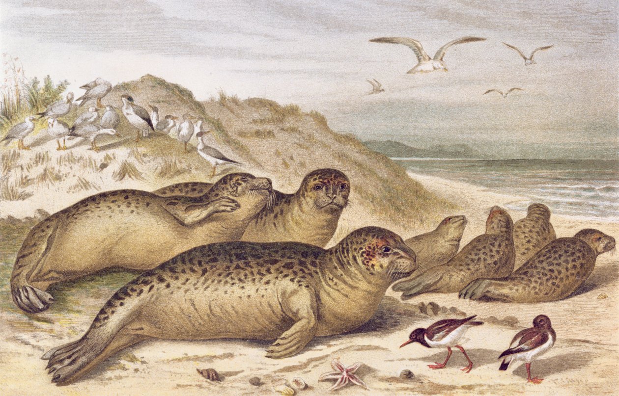 Robbe, Tafel aus Brehms Tierleben: Allgemeine Kunde des Tierreichs, Bd. 2, S. 309, veröffentlicht vom Bibliographischen Institut, 1890 von German School