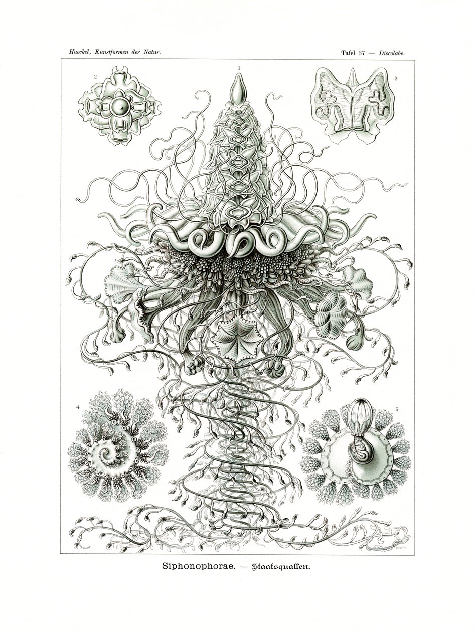 Siphonophorae von German School