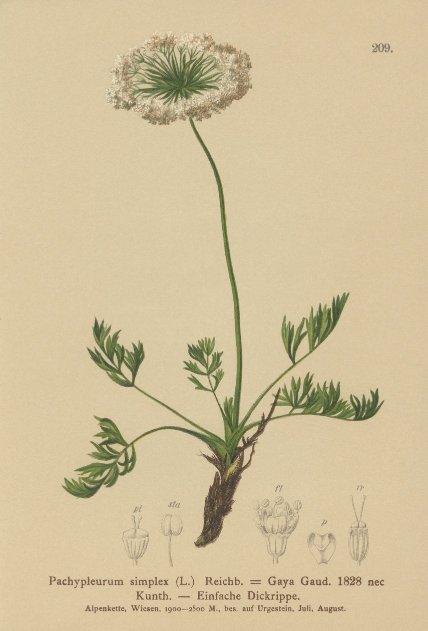 Kleine Alpen-Bärwurz (Pachypleurum mutellinoides, Pachypleurum simplex, Neogaya simplex, Gaya simplex, Ligusticum simplex) von German School