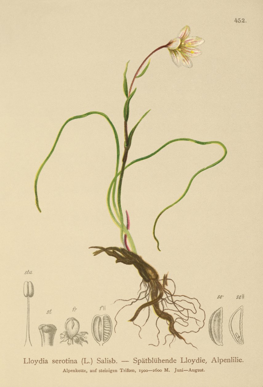 Snowdon-Lilie (Lloydia serotina, Gagea serotina, Lloydia alpina, Lloydia striata) von German School