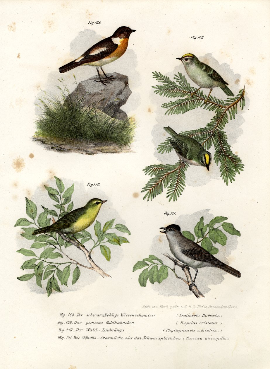 Schwarzkehlchen, 1864 von German School