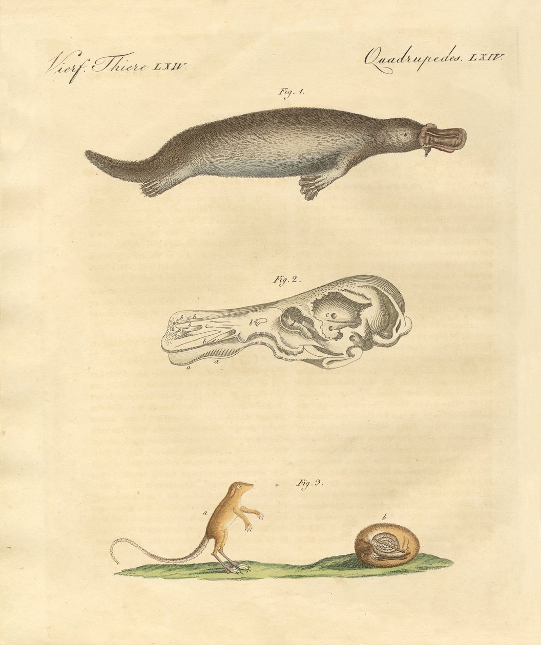 Seltsame Tiere von German School