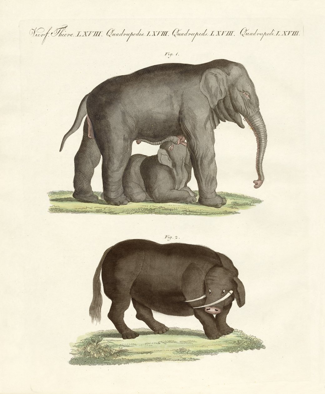 Seltsame vierfüßige Tiere von German School