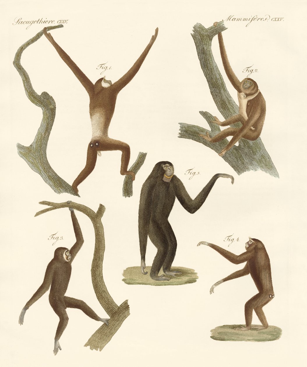Seltsame Gibbons von German School: hochwertiger Kunstdruck