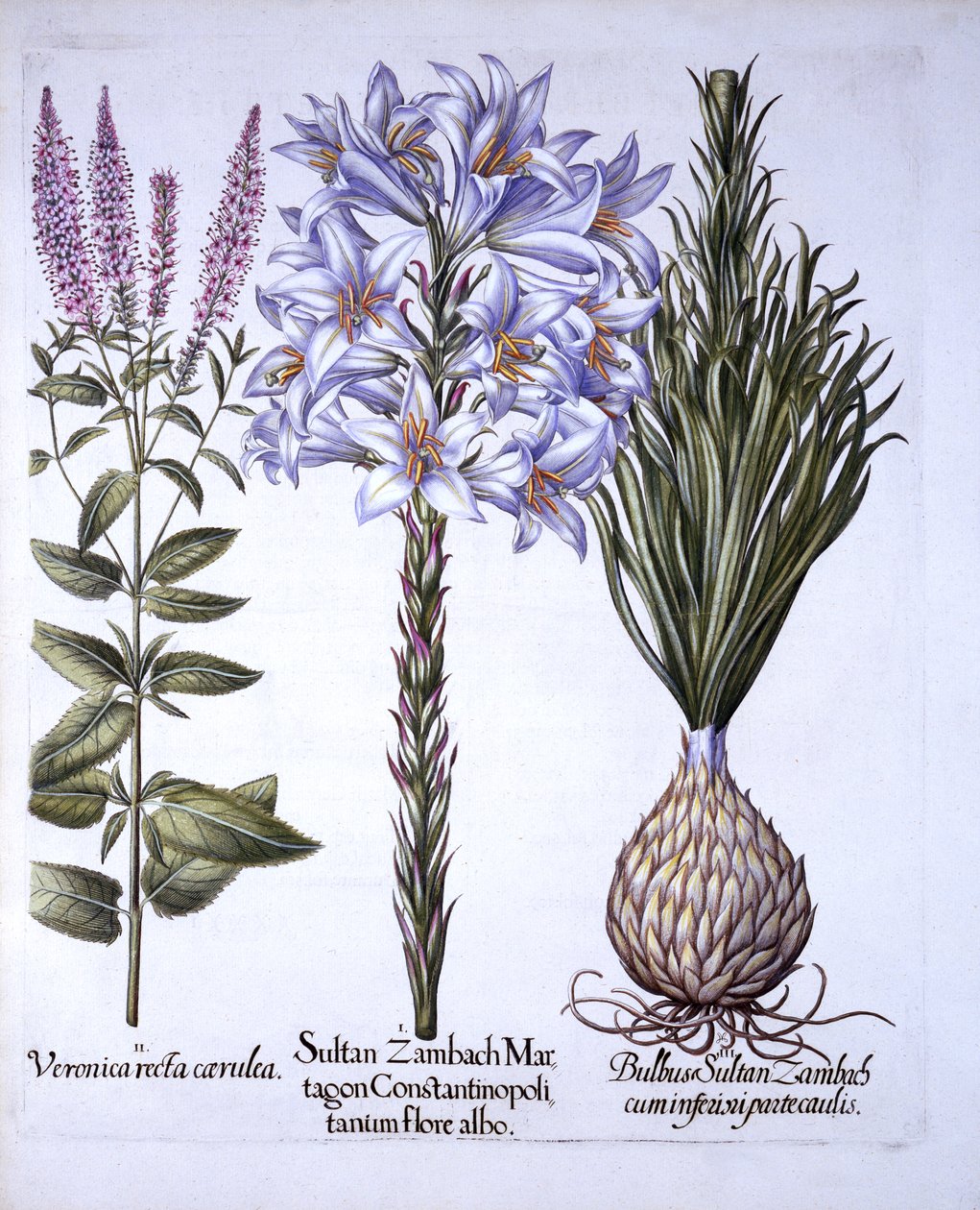 Sultan-Zambach-Lilie und Zwiebel, Ehrenpreis, aus Hortus Eystettensis, von Basil Besler, 1613 von German School