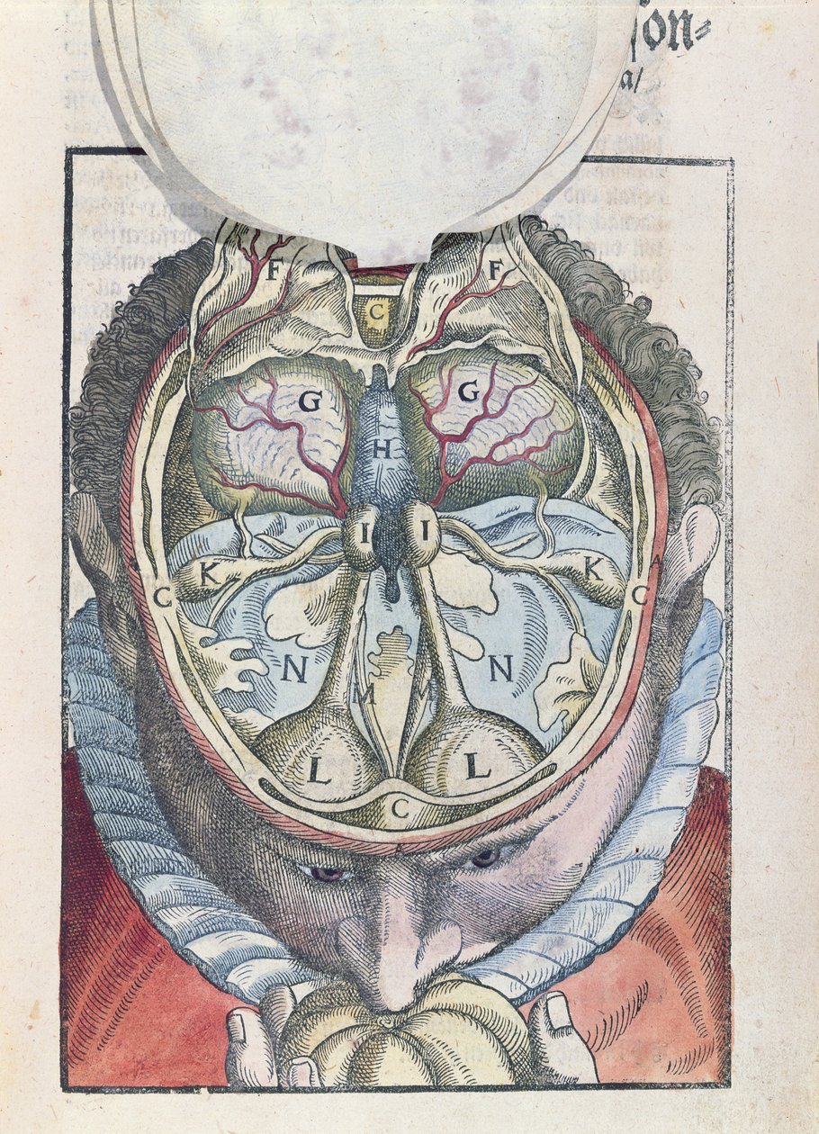 Das Gehirn, aus Ophthalmodouleia von Georg Bartisch (1535-1636) veröffentlicht in Dresden 1583 (kolorierter Holzschnitt) von German School
