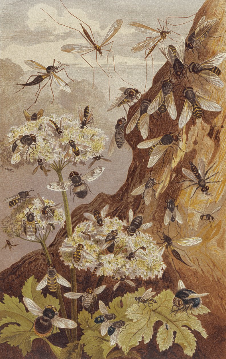 Die Dominanz der Fliegen, Tafel aus Brehms Tierleben: Allgemeine Kunde des Tierreichs, Band 9, S. 493, veröffentlicht vom Bibliographischen Institut von German School