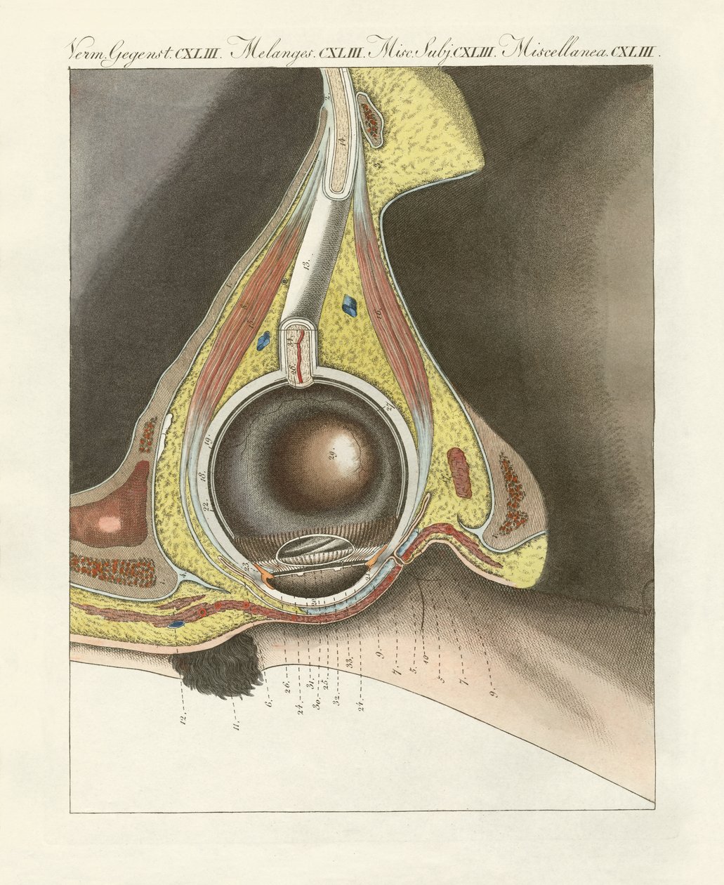 Das Gesichtsorgan illustriert durch das menschliche Auge von German School