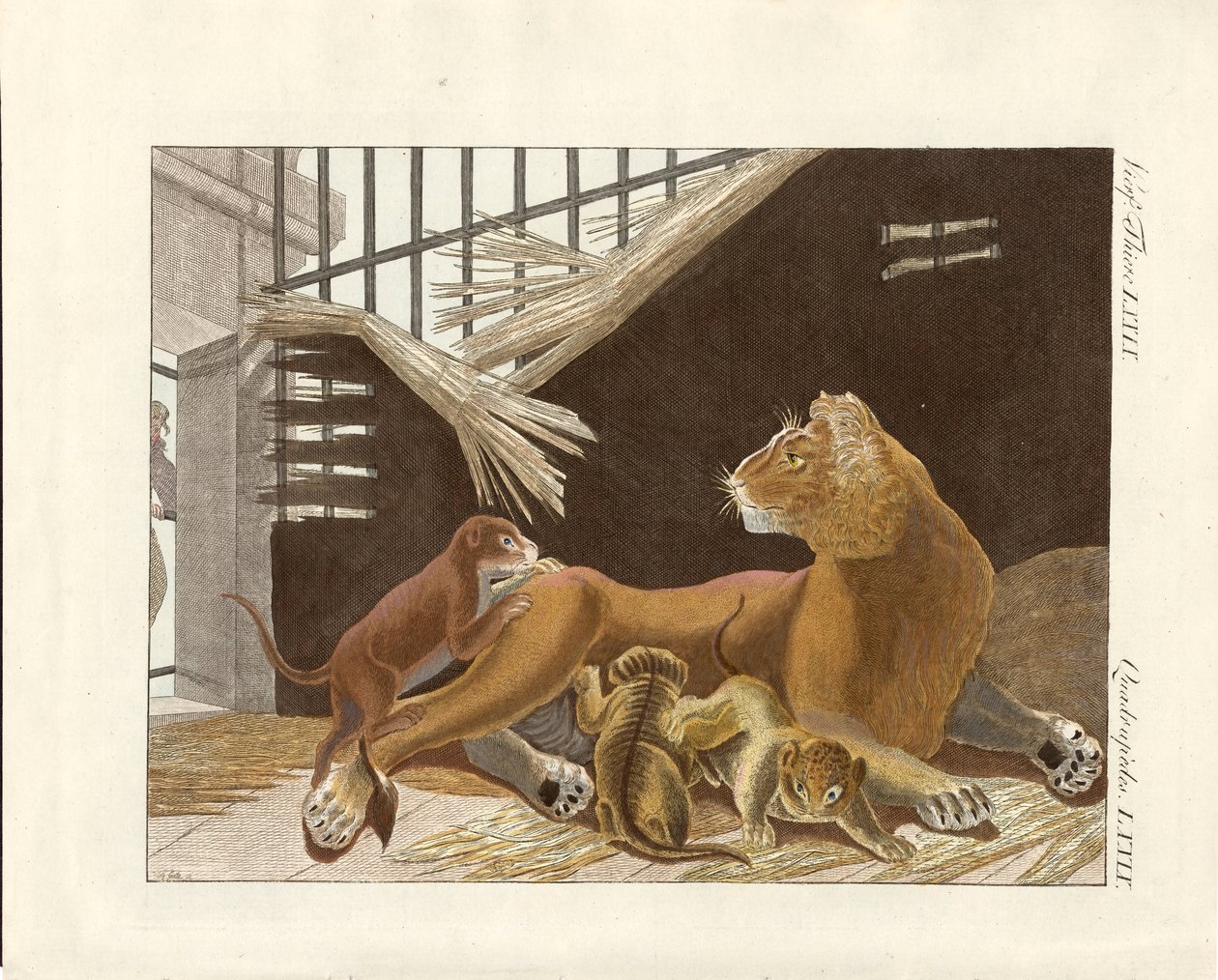 Die Löwin und ihre Jungen (kolorierte Gravur) von German School
