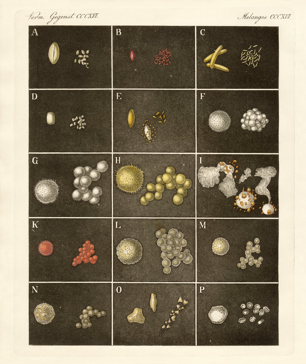 Der Pollen oder Blütenstaub der Pflanzen von German School