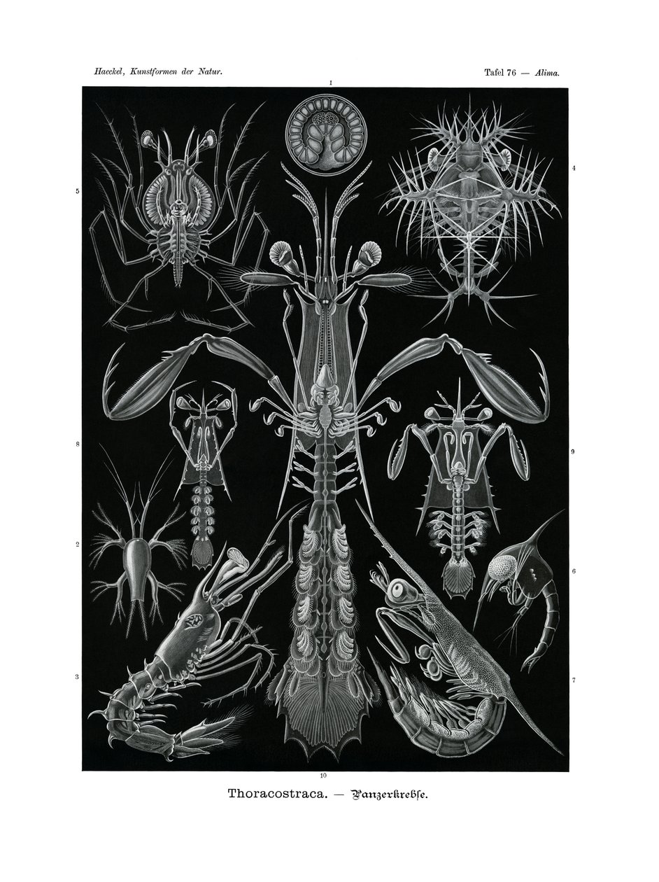 Thoracostraca von German School