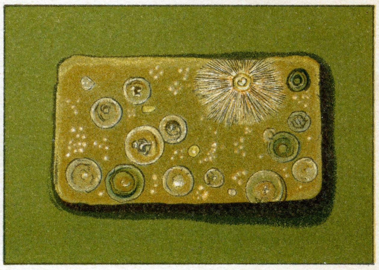 Ungesunde Bakterienwerte im Trinkwasser, ca. 1890 von German School