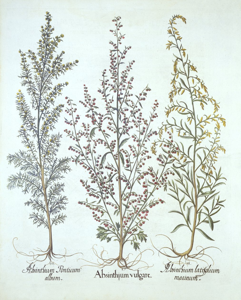 Variationen von Wermut, aus Hortus Eystettensis, von Basil Besler, veröffentlicht 1613 von German School
