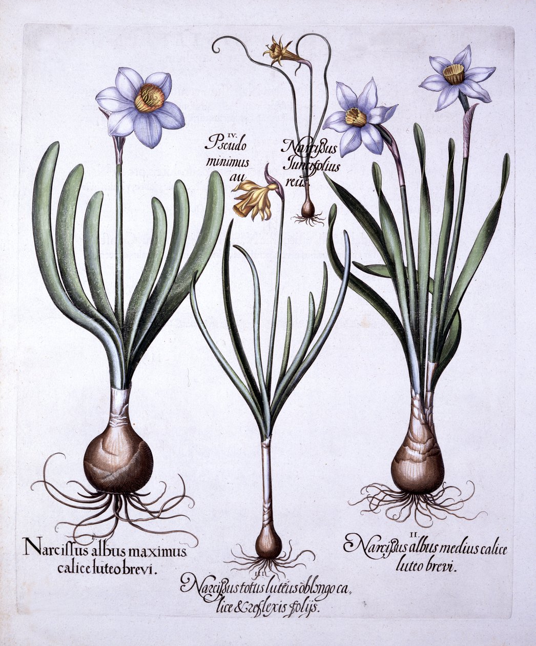 Verschiedene Narzissen, aus Hortus Eystettensis, von Basil Besler, 1613 von German School