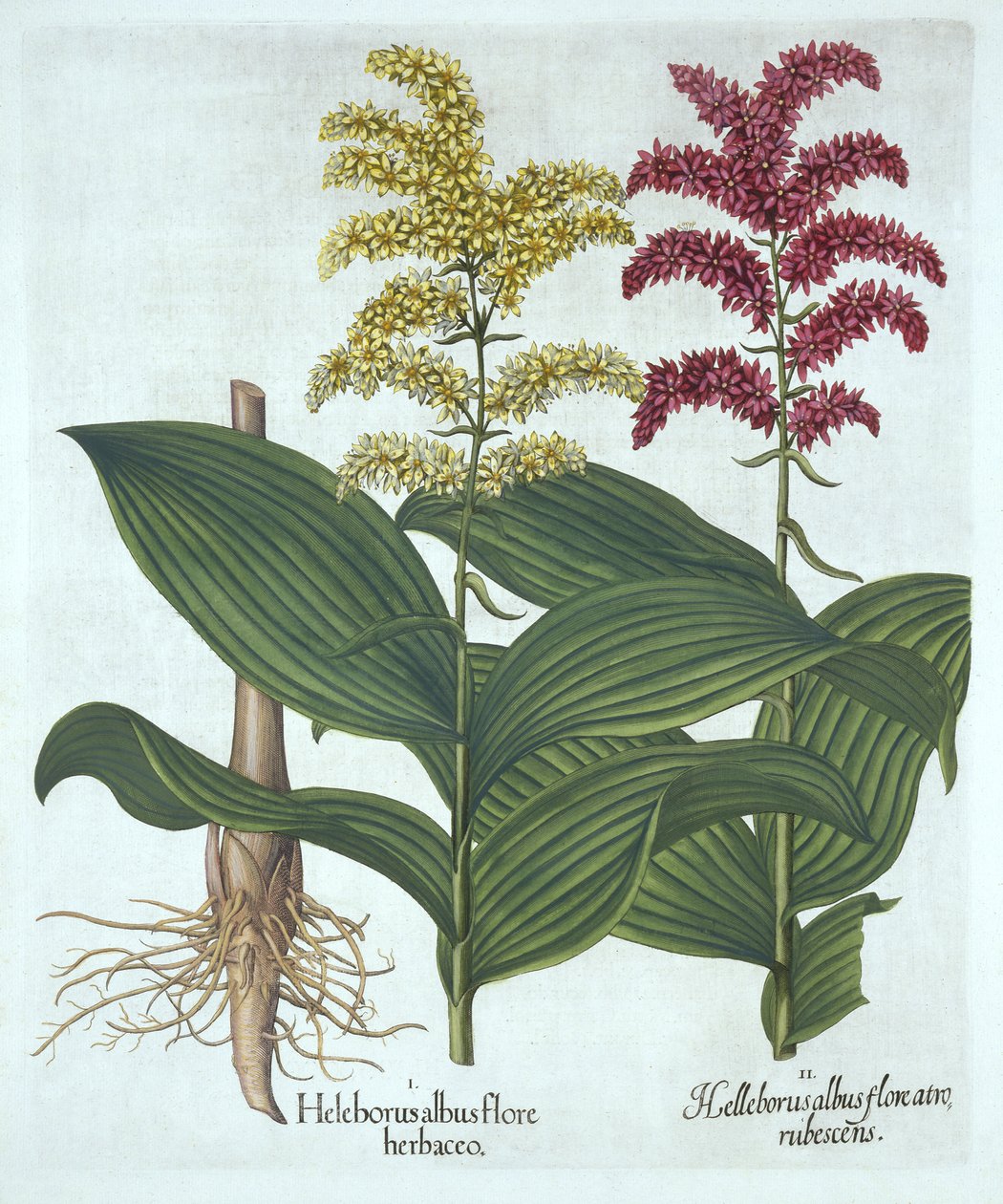 Veratrum, aus "Hortus Eystettensis" von Basil Besler von German School