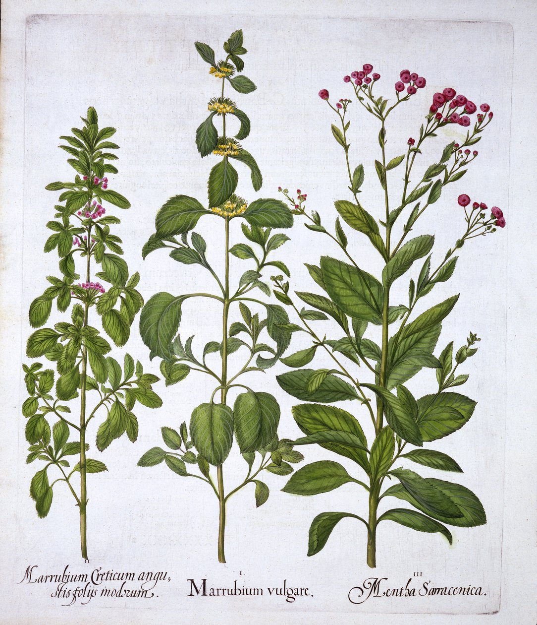Weißer Andorn, Andorn und Minze, aus Hortus Eystettensis, von Basil Besler, veröffentlicht 1613 von German School