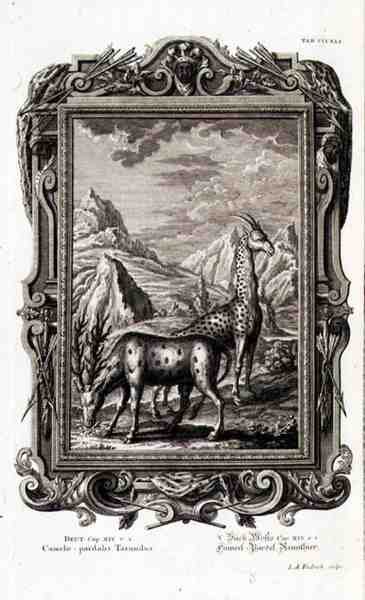 Wilde Tiere, aus 
