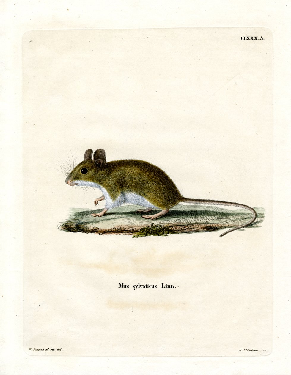 Waldmaus von German School